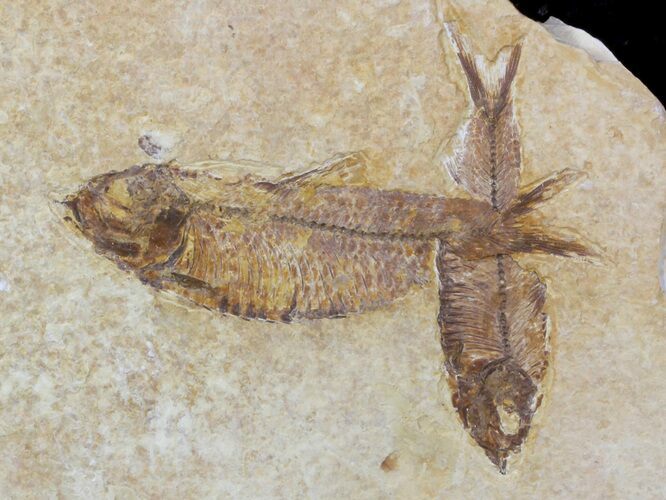 Two Detailed Fossil Fish (Knightia) - Wyoming #59252